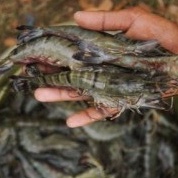 

udang segar sitto windu pasar online makassar