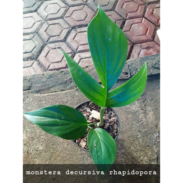 monstera decursiva rhapidopora
