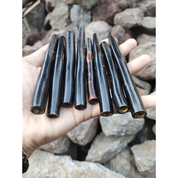 ONCE AKAR BAHAR (TALIARUS) SUPER MULUS RASA ENAK