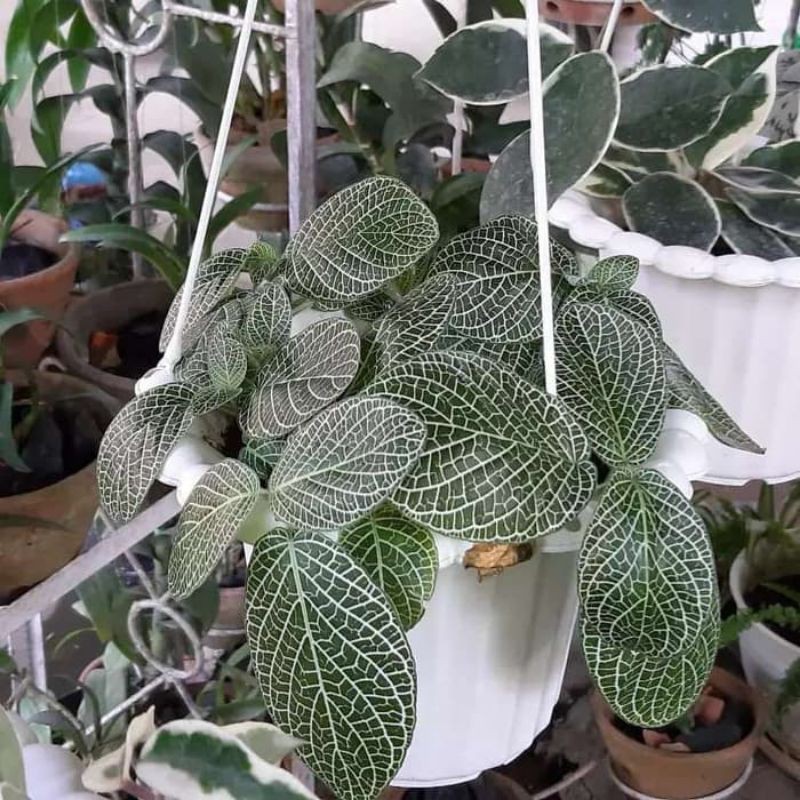 pohon epicia mutiara putih-epicia mutiara