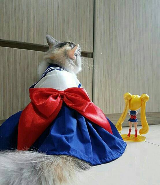 Dress sailormoon untuk kucing dan anjing / baju kucing lucu size S M L XL / baju kucing model baru