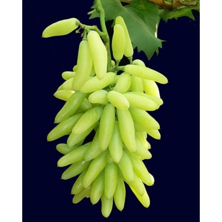 BIBIT ANGGUR IMPORT BANANA
