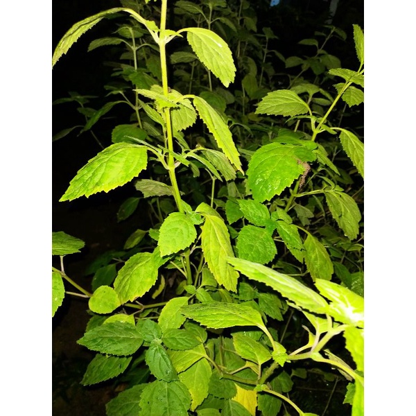 

Bibit Daun Nilam