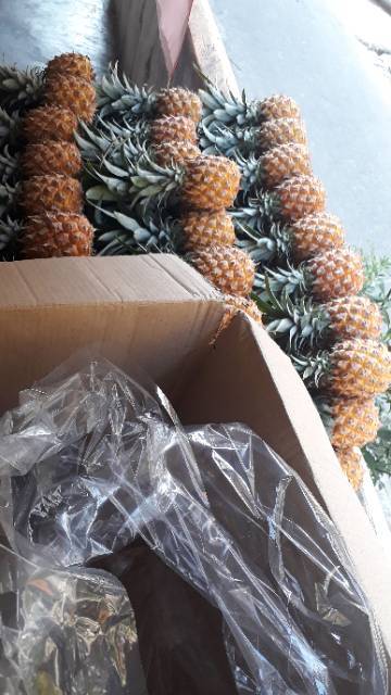 

Paket Buah Nanas madu kupas 30 biji / makanan sehat