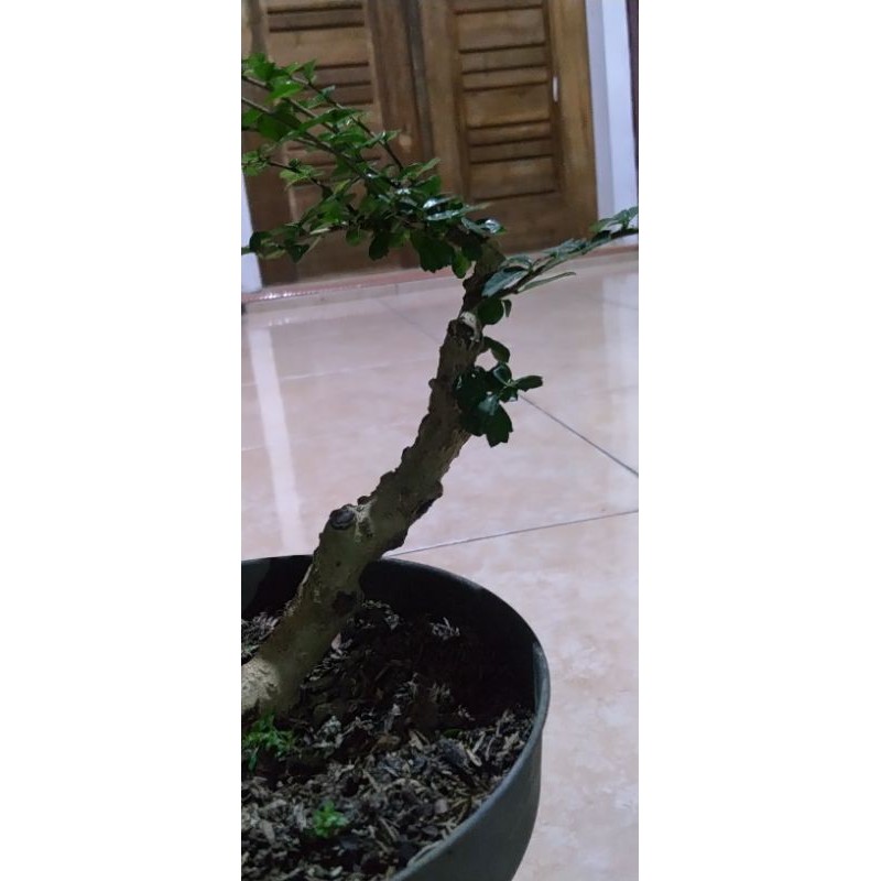 bahan bonsai hokiantea