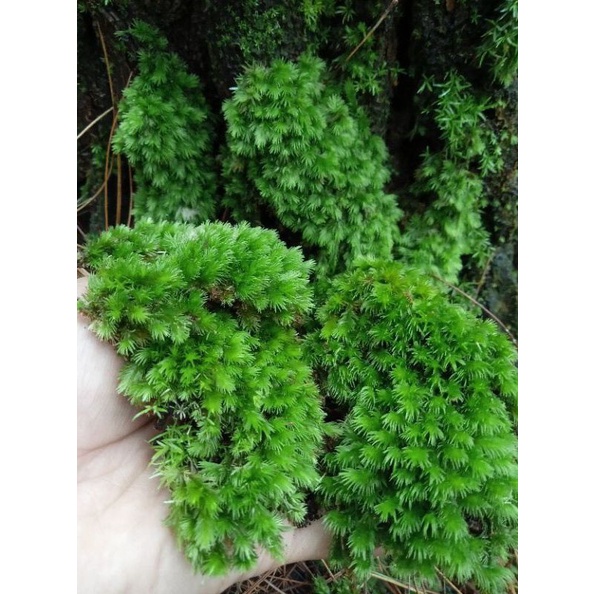 Media Tanam Lumut/Lumut Hutan/Lumut Pinus/Mos hutan
