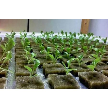 Bkk Paket 30 Benih Sayur Dan Buah + Bonus Tanaman Hidup