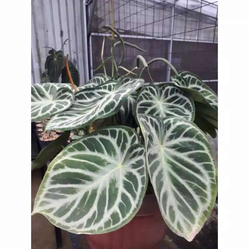 Bonggol Kuping Gajah dorayaki Original "fresh cutting"