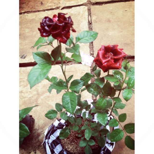Bibit Bunga Mawar Kondisi Berbunga  Bibit Bunga Mawar Murah 