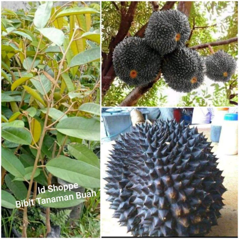 Bibit Durian Duri Hitam Shopee Indonesia