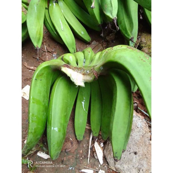 Cod Buah Pisang Nangka Mentah 1 Kg Pisang Nangka Segar