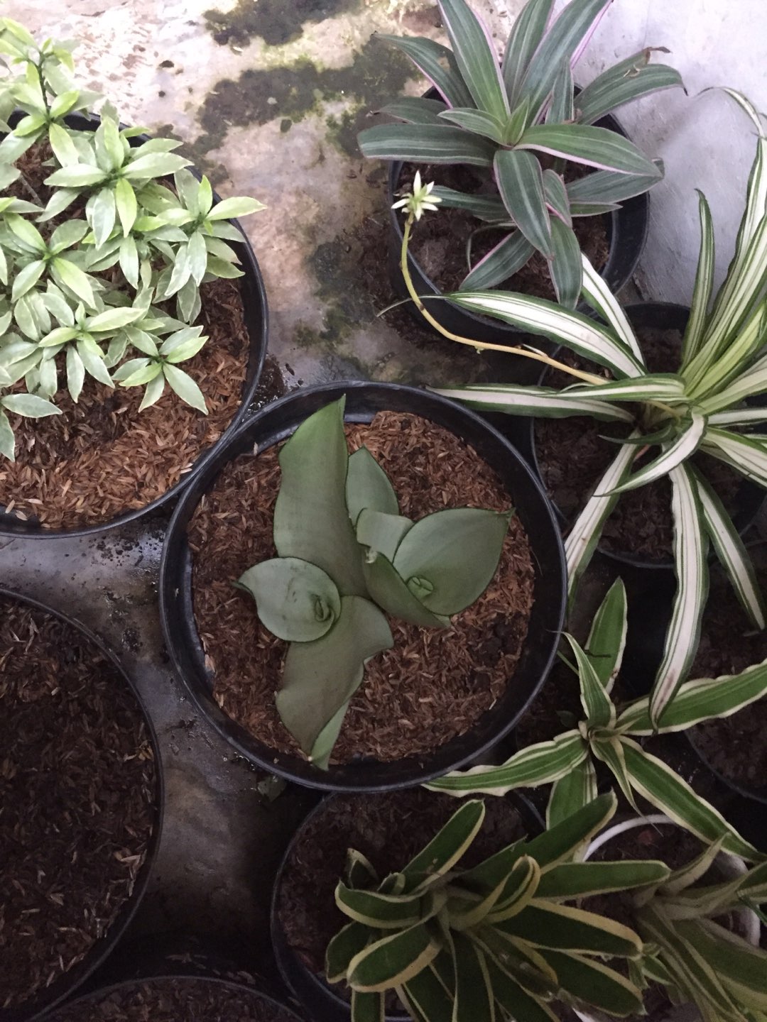 Sanseviera Moon Shine Lidah Mertua Mousen Tanaman Indoor - Nabata