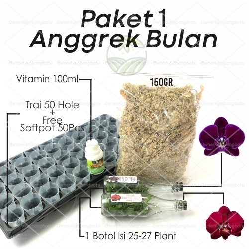 Paket 1 Anggrek Bulan 2 Botol | Bibit anggrek Bulan | Anggrek Bulan