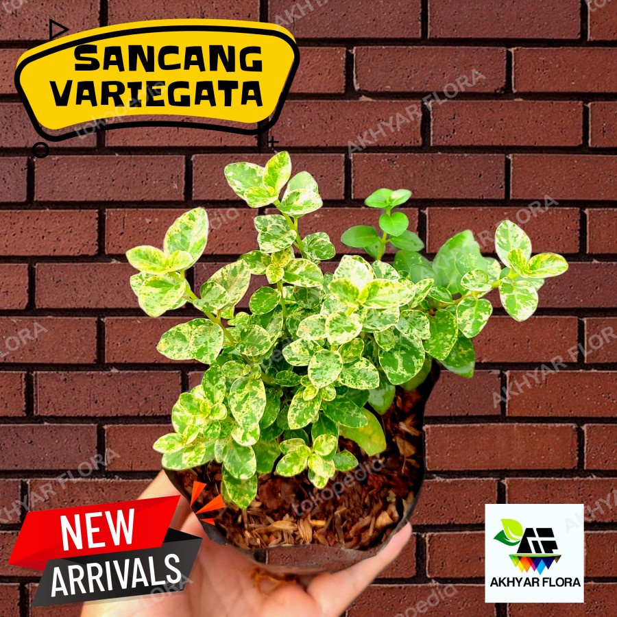 Sancang Variegata Tanaman Hias Sancang Varigata Premna Microphylla