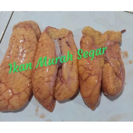Jual Telor Ikan Patin Indonesia Shopee Indonesia