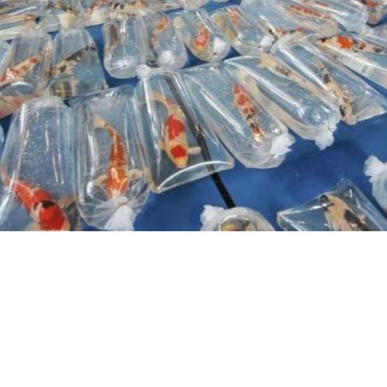 Plastik packing ikan koi tebal 0.8 MURAH
