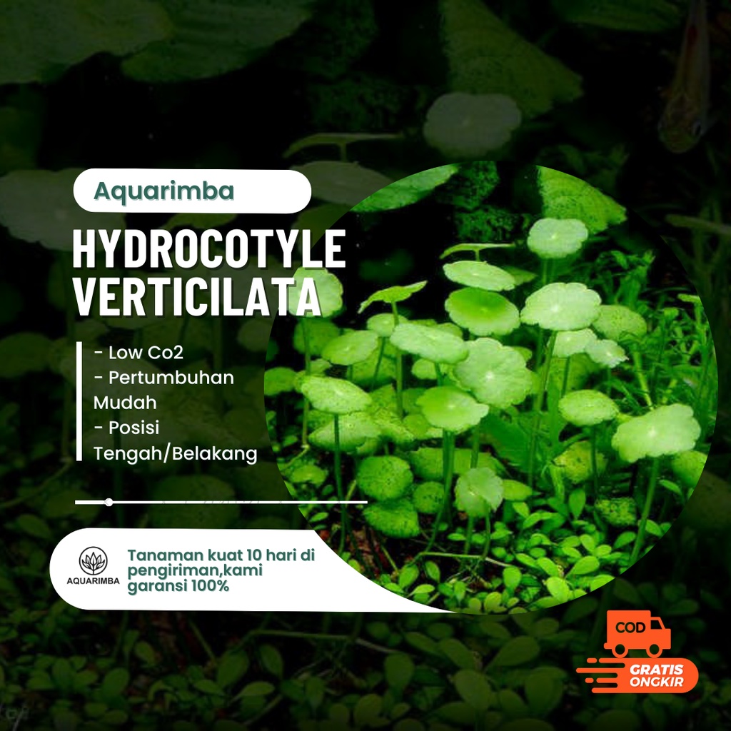 Hydrocotile Verticilata - Tanaman aquascape tanpa  Co2
