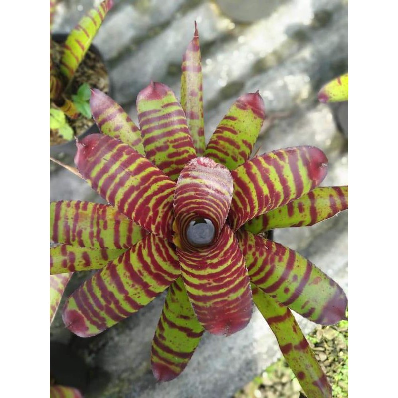 bromelia bloushing tiger