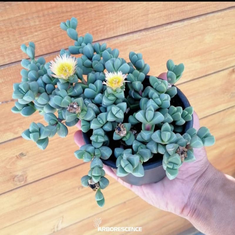 Sukulen Ice Plant/Corpuscularia lehmanii / delosperma lehmanii