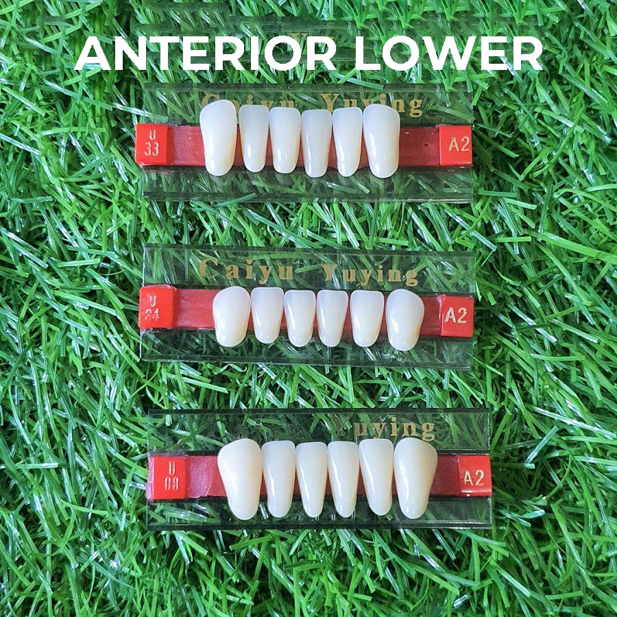 GIGI PALSU CAIYU DEPAN BAWAH ANTERIOR LOWER