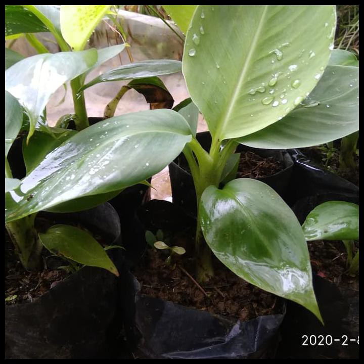 

Pisang Cavendish Kuning (Grand Naine)
