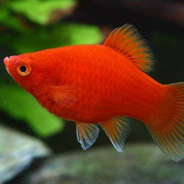 

Platy Coral