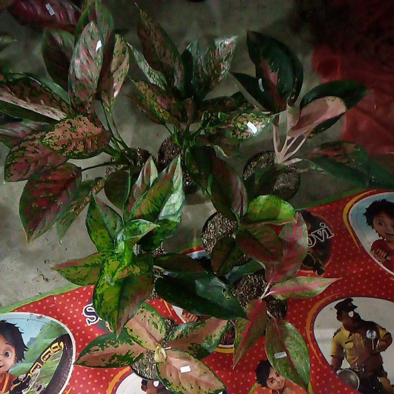 aglonema Venus/Garuda/kocin/heng2/tembaga /poriti