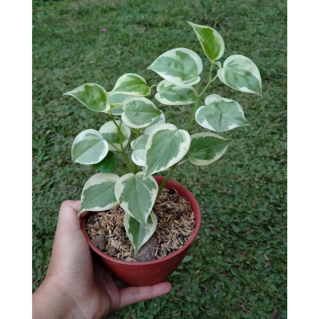 Tanaman Hias Teplan Terang Bulan - Tanaman Hias Peperomia Terang Bulan - Terang Bulan