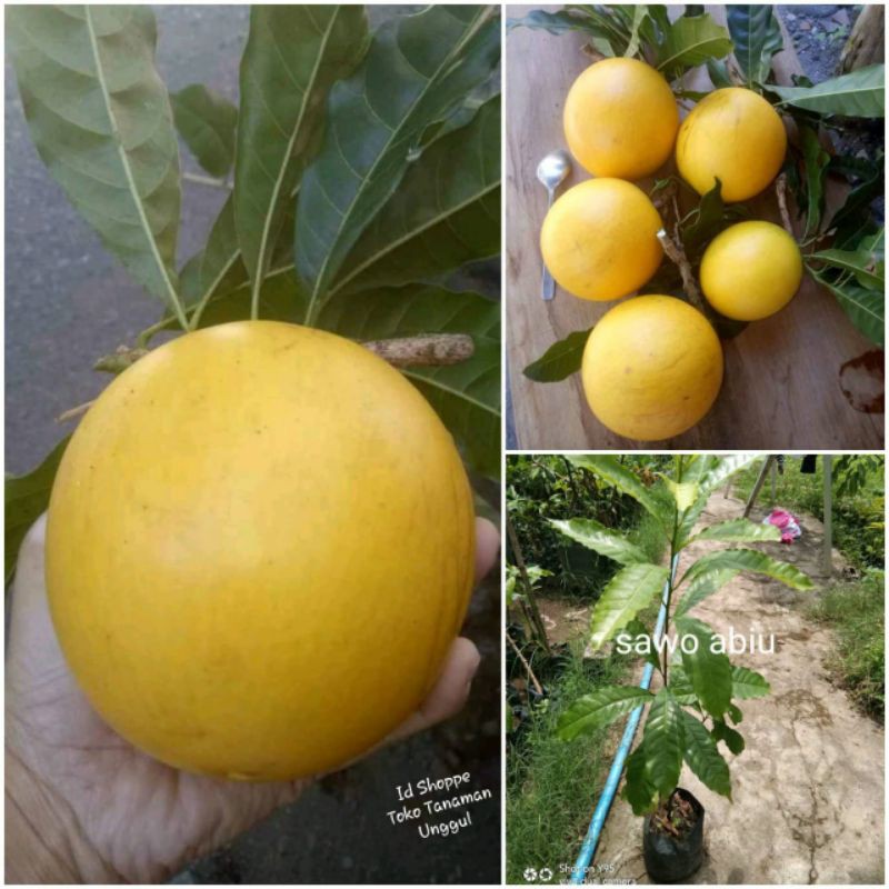 Bibit Sawo Abiu