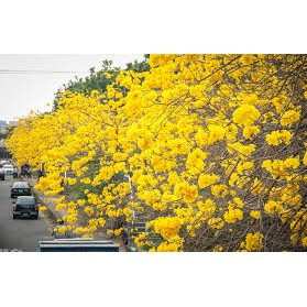 POHON TABEBUYA TINGGI 1 METER