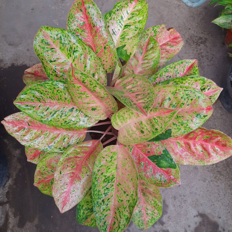 Tanaman Hias Bunga Aglonema Big Roy / Tanaman Hias Bunga Aglonema Lokal Big Roy