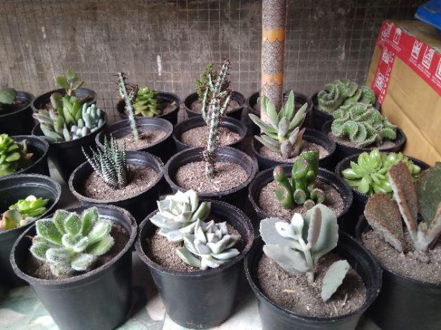 Paket Sekulen 50 Pcs