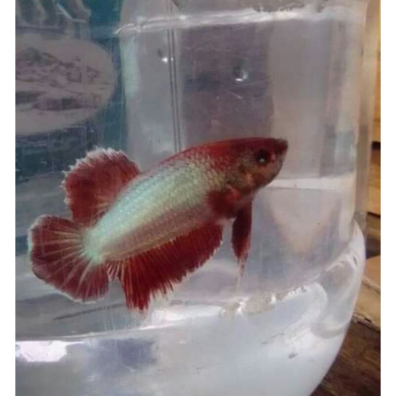 ikan cupang dumbo ear