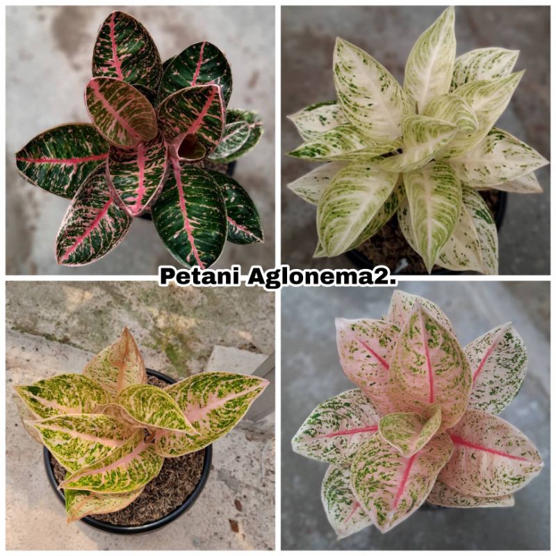 RARE Paket 4 Bonggolan Aglonema Angela, Widuri Tulang Merah, Legacy Violet, Mutiara...