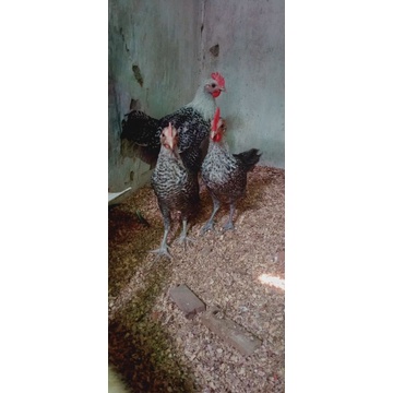

ayam Arab usia remaja