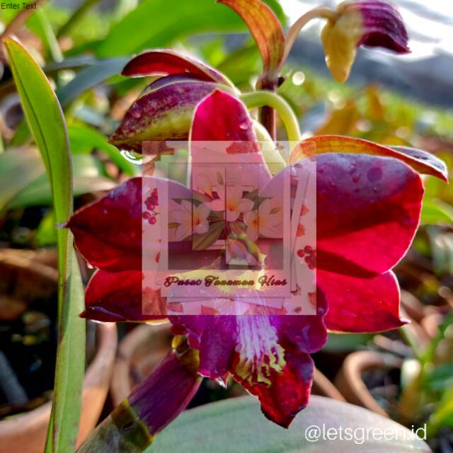 Anggrek Dendrobium Mored X Bertachong