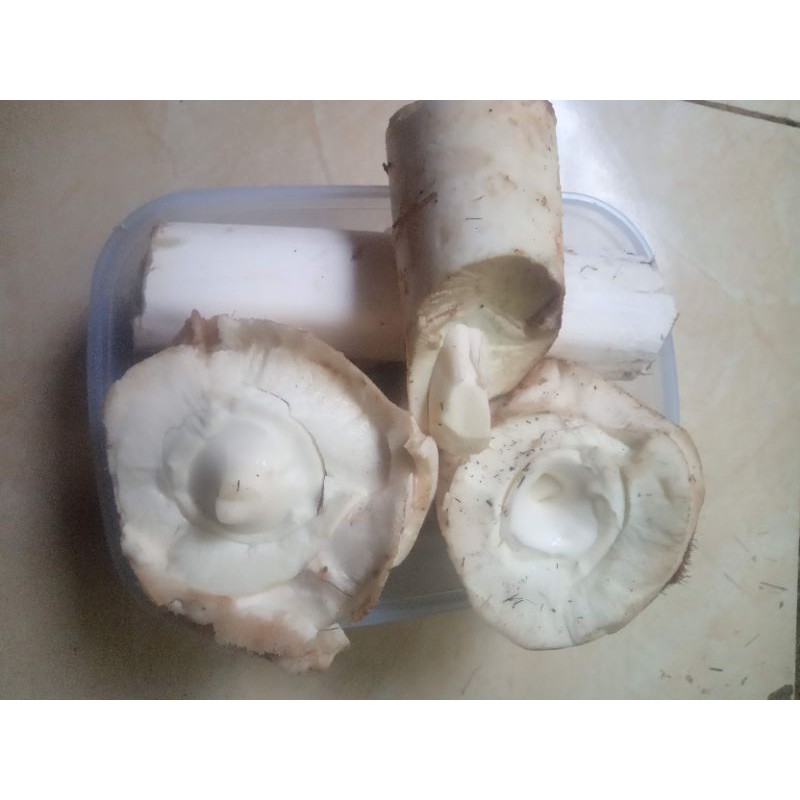 

umbut atau humbut aren 1000gr