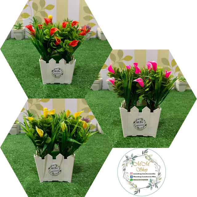 TANAMAN POT PAGAR BONSAI CALLA LILY RUMAH HIASAN ORNAMEN TANAMAN POT PAGAR BONSAI CALLA LILY RUMAH HIASAN ORNAMEN