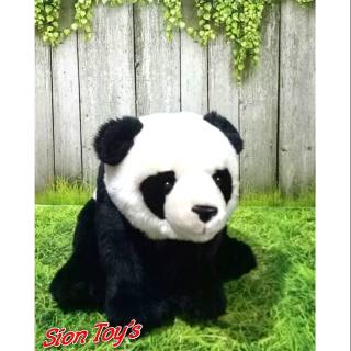 48 Gambar Hewan Panda Yang Cantik Gratis Terbaru