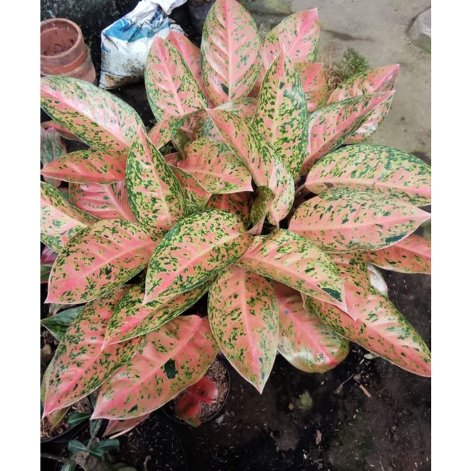 JUMBO ! Aglonema Big Roy Lulaiwa Dewasa