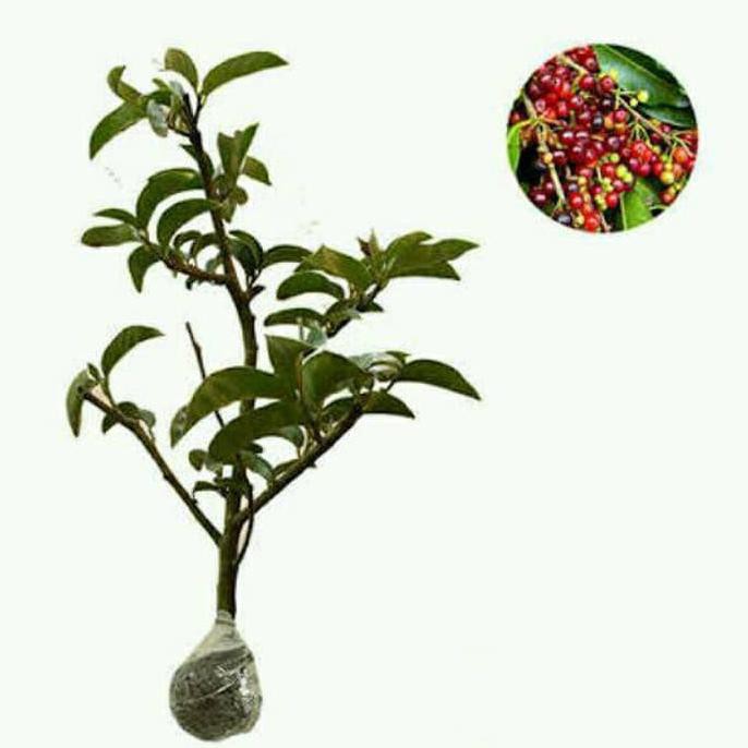 !@# BIBIT BUAH BUNI BUAH LANGKA BUNI POHON BUNI HUNI WUNI POHON KERATON