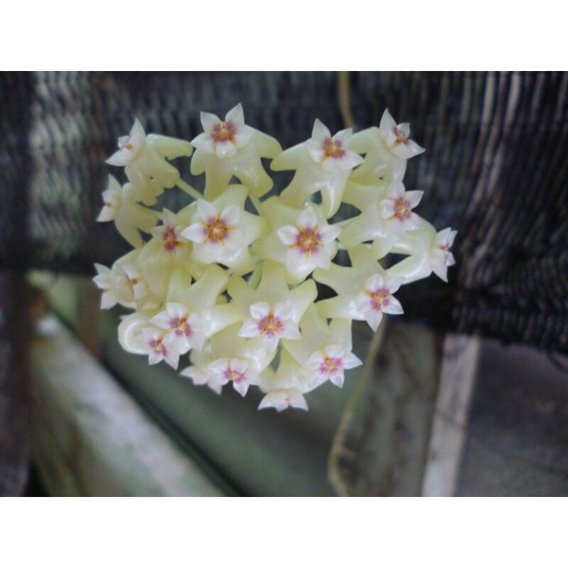 hoya Verticilata spesies Blitar