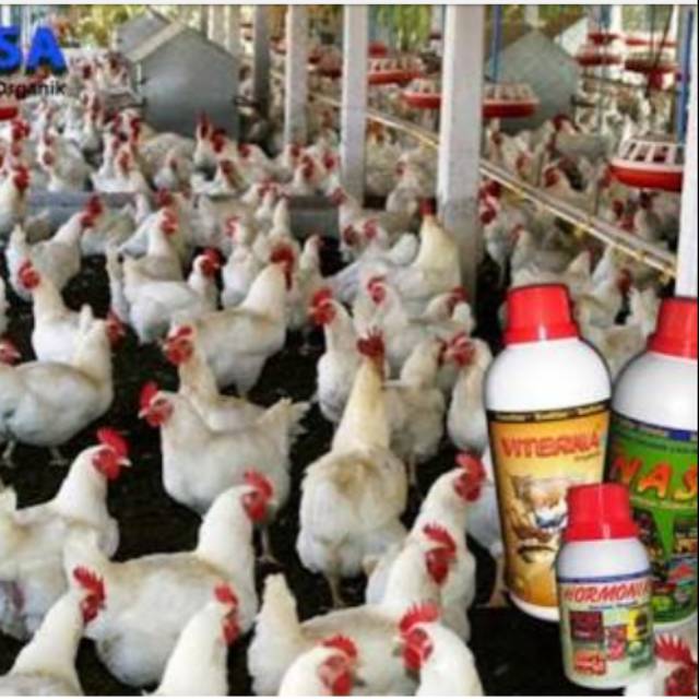 Paket Budidaya Ayam Pedaging Nasa Shopee Indonesia