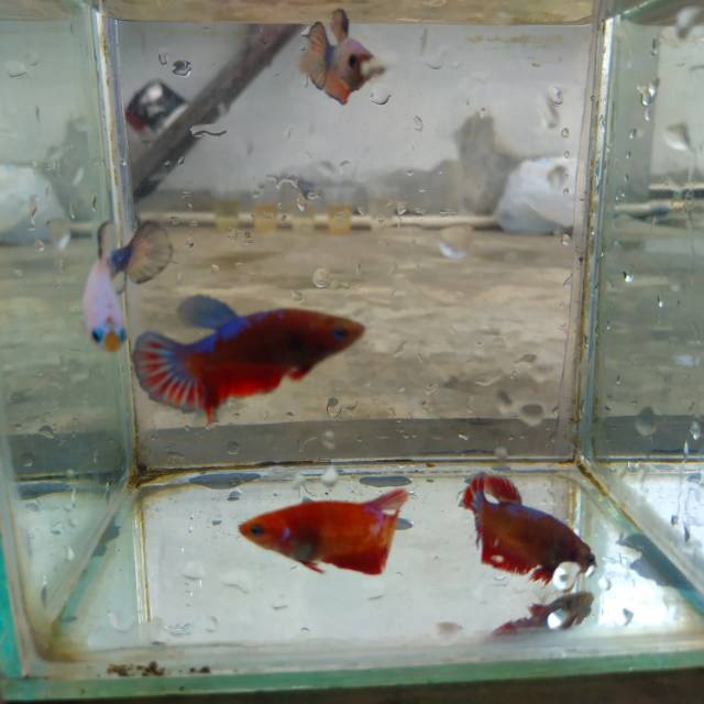 PAKET CUPANG BETINA FCCP HELLBOY