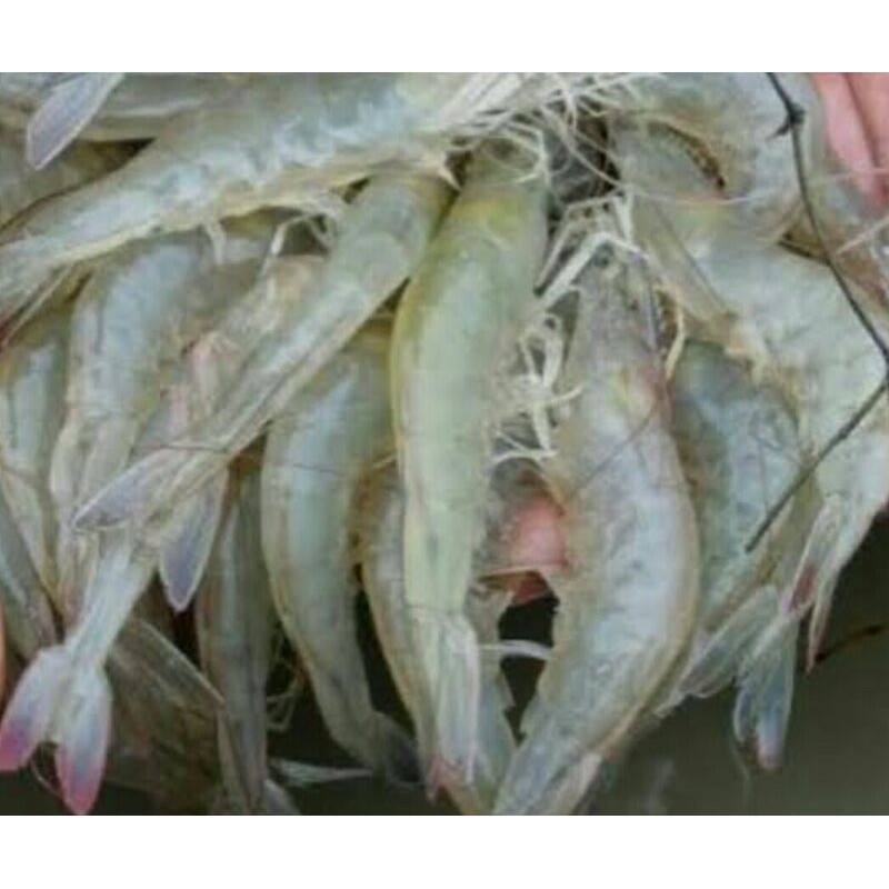 UDANG SEGAR PER KG SAYUR SEGAR PALEMBANG