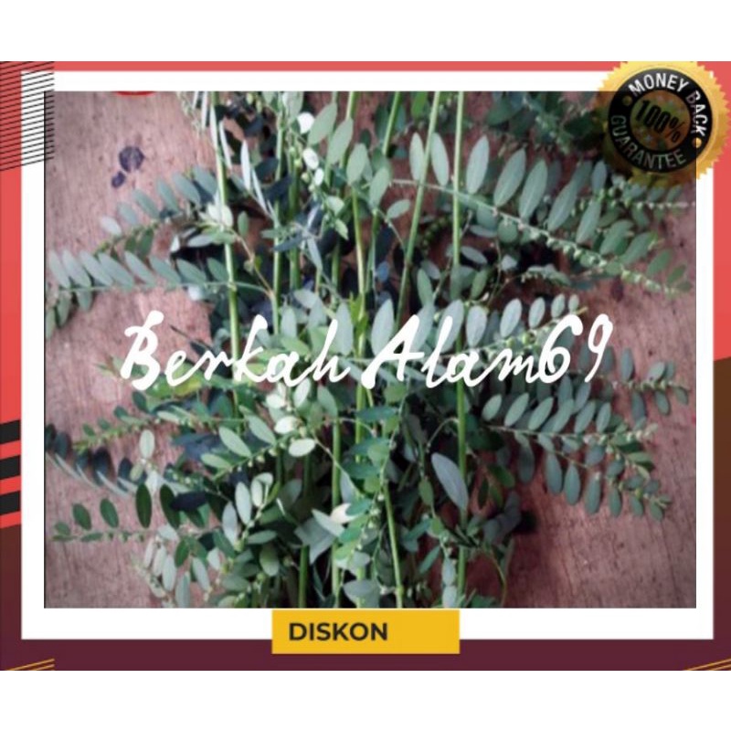 

Daun Meniran Segar 500gram