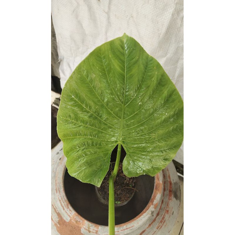 alocasia alba