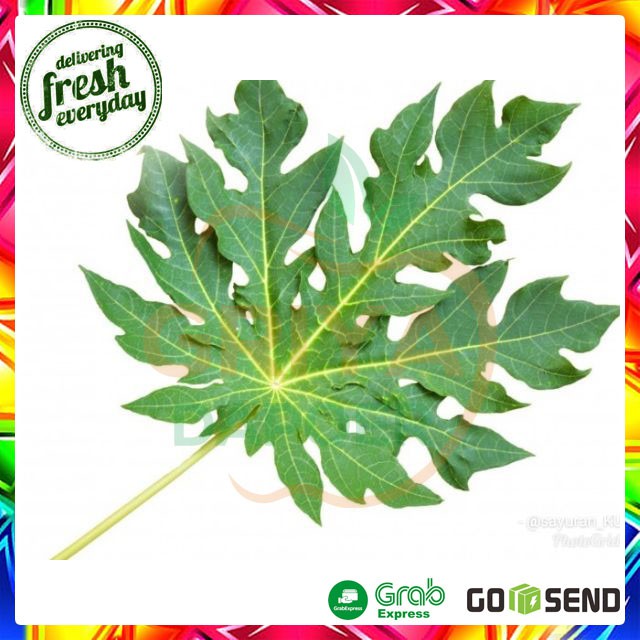 

DAUN PEPAYA - PER IKAT