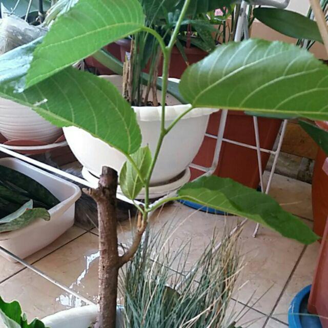 Bibit Long Murbei Super Manis