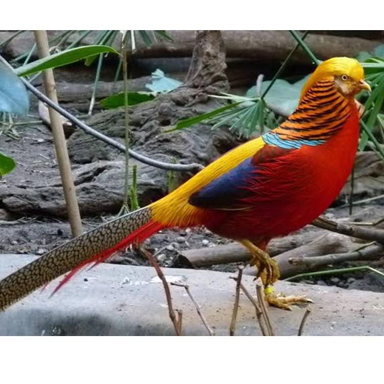 Paling Diminati TELUR AYAM GOLDEN PHEASANT / AYAM HIAS SIAP DITETASKAN